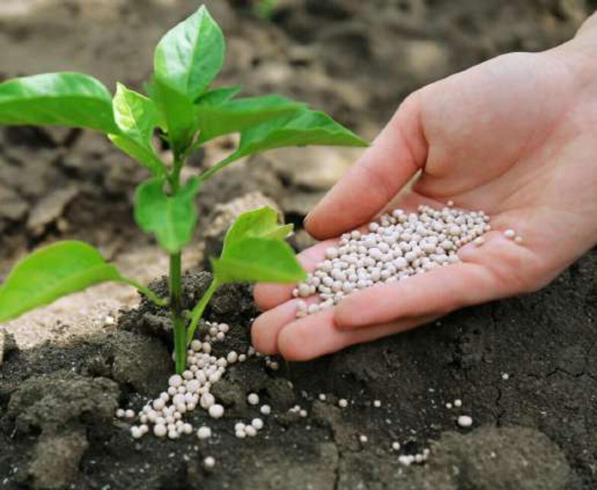 Cacao seedling